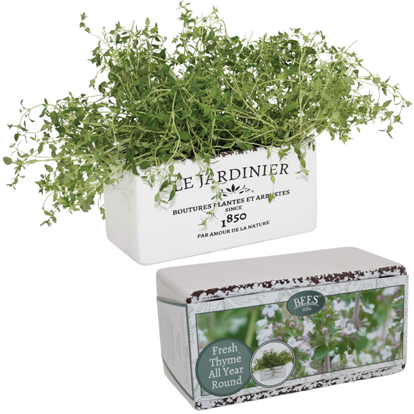 Thyme Grow Set